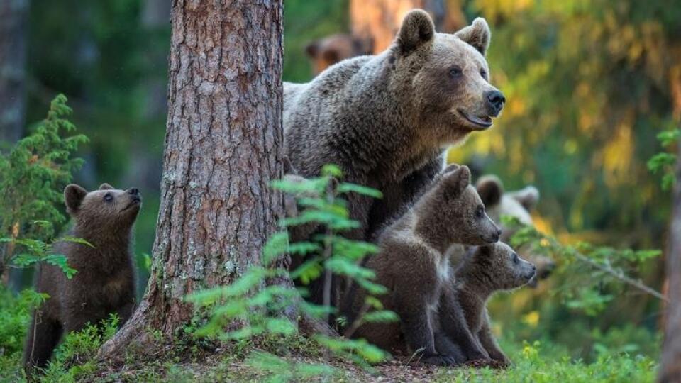 Medveď hnedý (Ursus arctos).