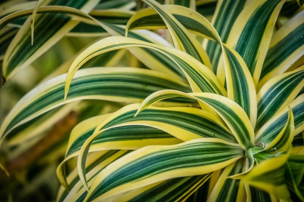 Dracéna voňavá (Dracaena fragrans)