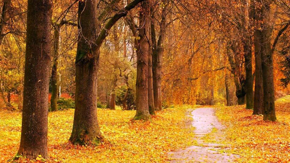 Lesnícky park v Liptovskom Hrádku: Lesnícky botanický park funguje ako prírodné múzeum s úlohou chrániť vzácne dreviny. Sekunduje známemu Hrádockému arborétu, v ktorom v roku 1777 vysadili lipovú aleju na počesť 1. výročia založenia Spojených štátov. Týči sa nad nimi zrúcanina hradu a kaštieľ Liptovský Hrádok.