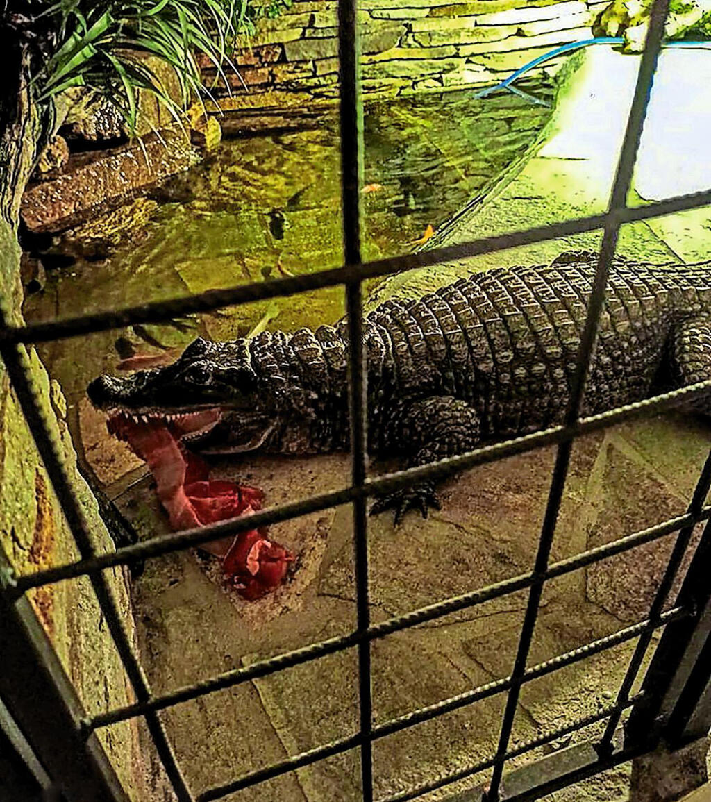 ZÁPASNÍK MMA KARLOS VÉMOLA V pražskej vile chová žraloka, raje, krokodíla aj levicu.
