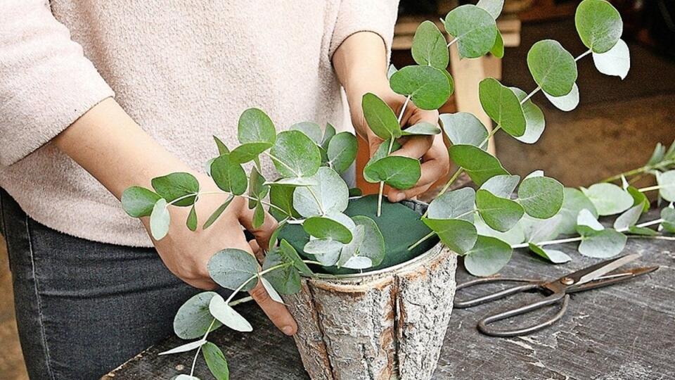 Eukalyptus