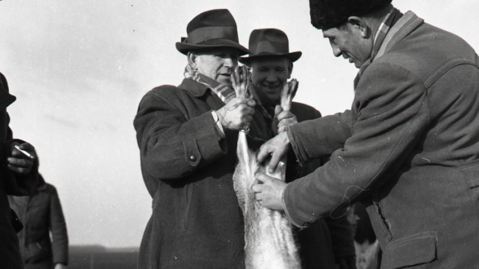 Pochytané zajace sa triedia podľa pohlavia a ukladajú do špeciálnych debničiek.