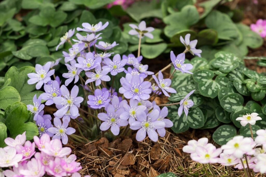 Pečeňovník trojlaločný (Hepatica nobilis)