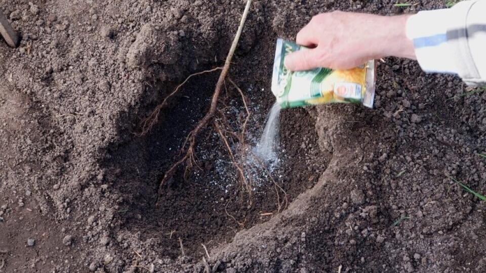 Mykoríza pomáha koreňom rastlín niekoľkonásobne zväčšiť ich aktívny povrch, a tým zabezpečiť väčší príjem vody a živín.