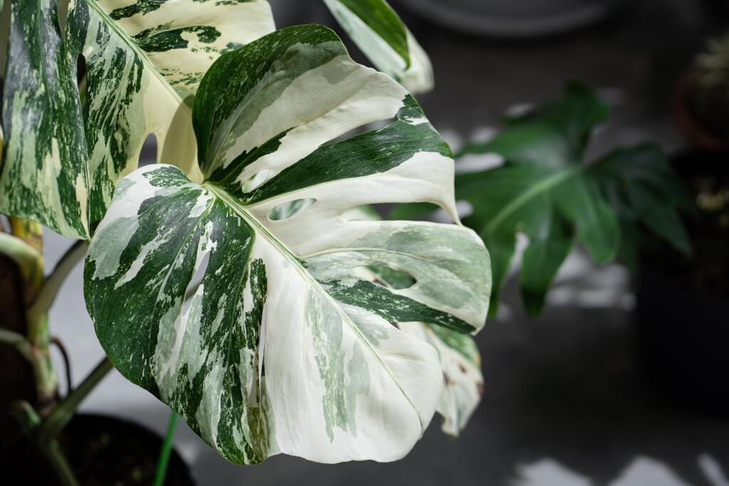 Monstera Albo Variegata