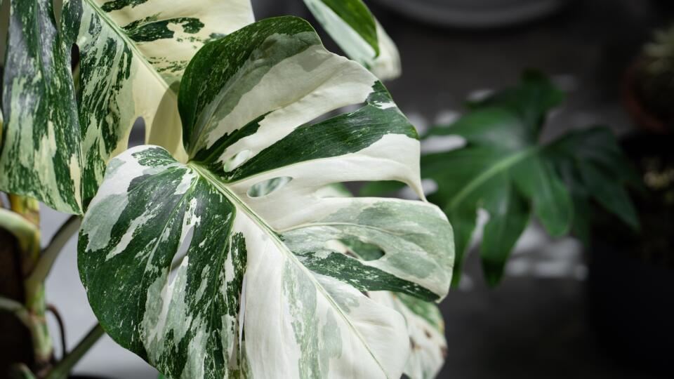 : Monstera deliciosa ‘Albo Variegata’