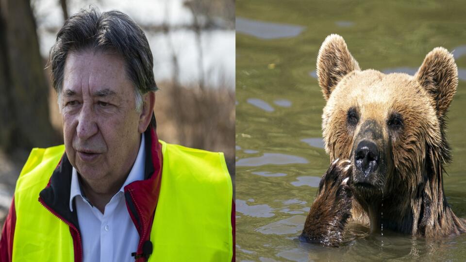 Minister životného prostredia Ján Budaj, obaja štátni tajomníci ministerstva životného
prostredia (MŽP) a odborníci z envirorezortu sa dnes stretli so starostami z Podpoľania, ktorí upozorňujú na kolízie s medveďom hnedým v regióne Podpoľania. Ministerstvo predstavilo koncepčné riešenia pre obce v prostredí karpatskej divočiny.