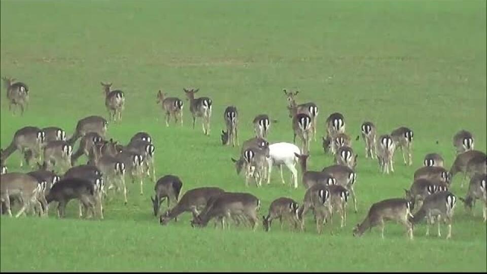 Biela danielica, malý veľký zázrak našej prírody .