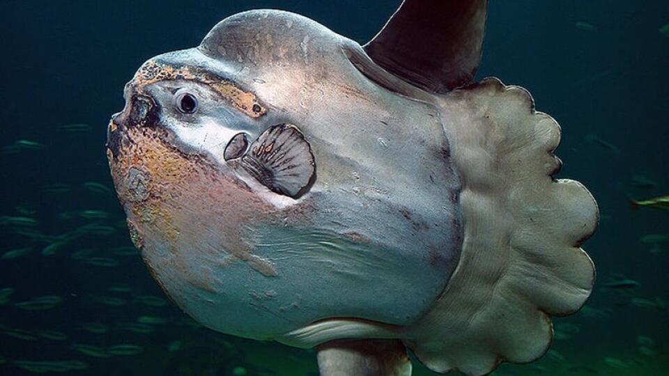 Mola mola