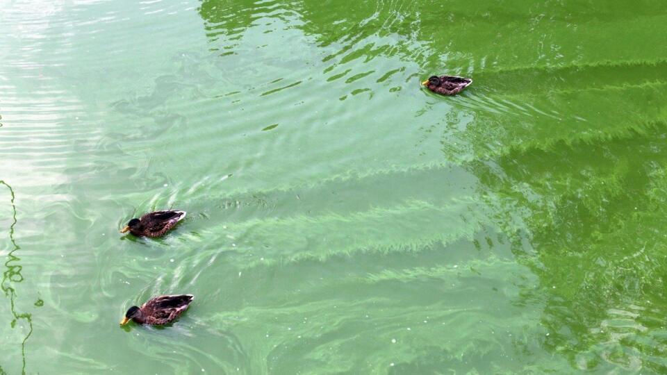 Keď sú vo vode sinice, často sa zmení jej farba na zelenú.