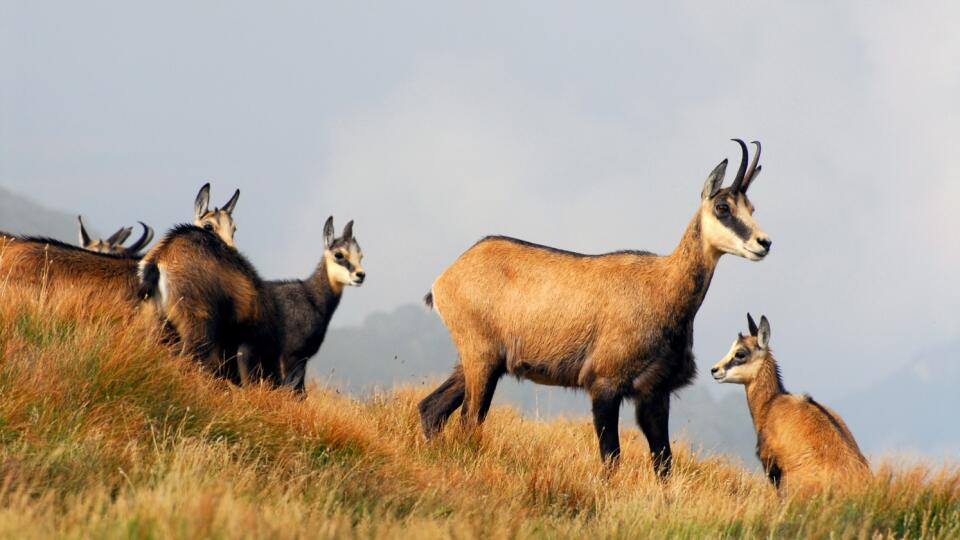 Už v najbližších dňoch čaká Tatry jesenná kamzičia inventúra.