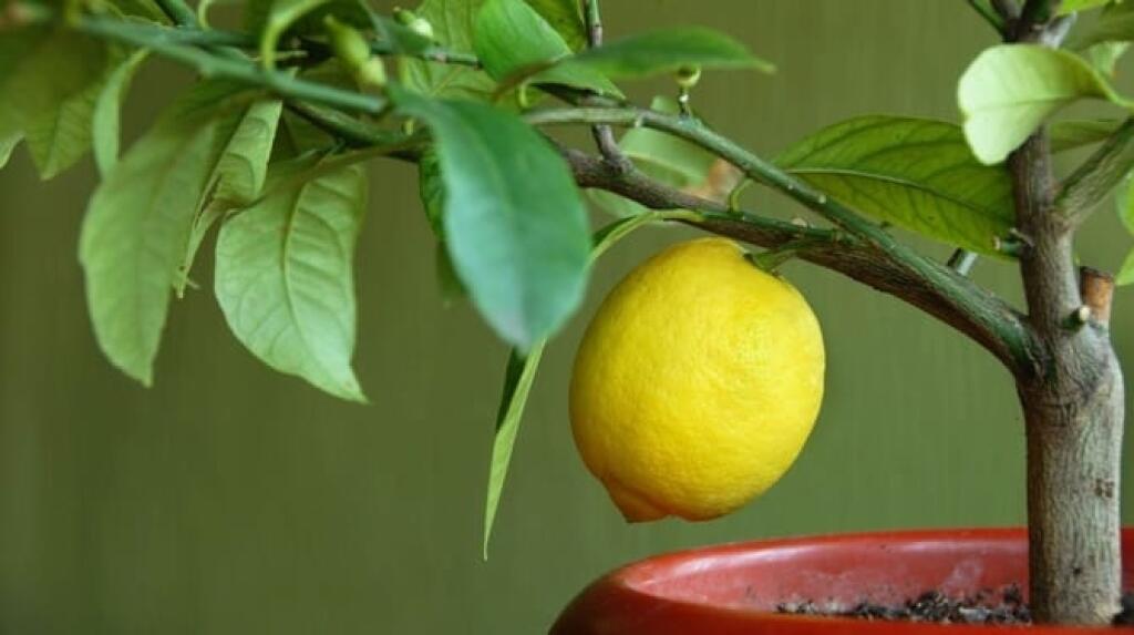 Citrusy potrebujú substrát obohatený o železo, ktoré zabraňuje žltnutiu listov.