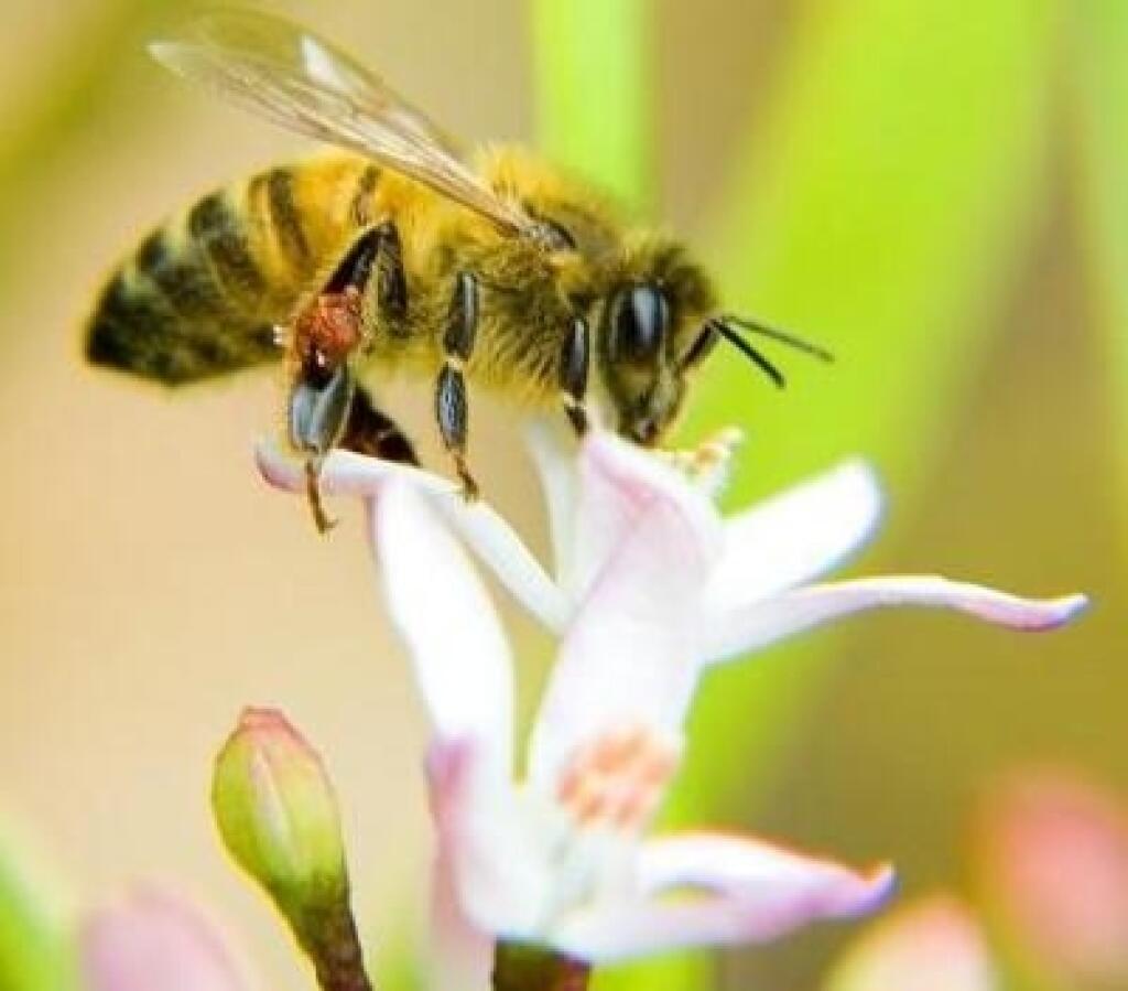 Bee get. Зеленая пчела. Пчела с зелеными полосками. Здоровая пчела. Девиз пчелки.