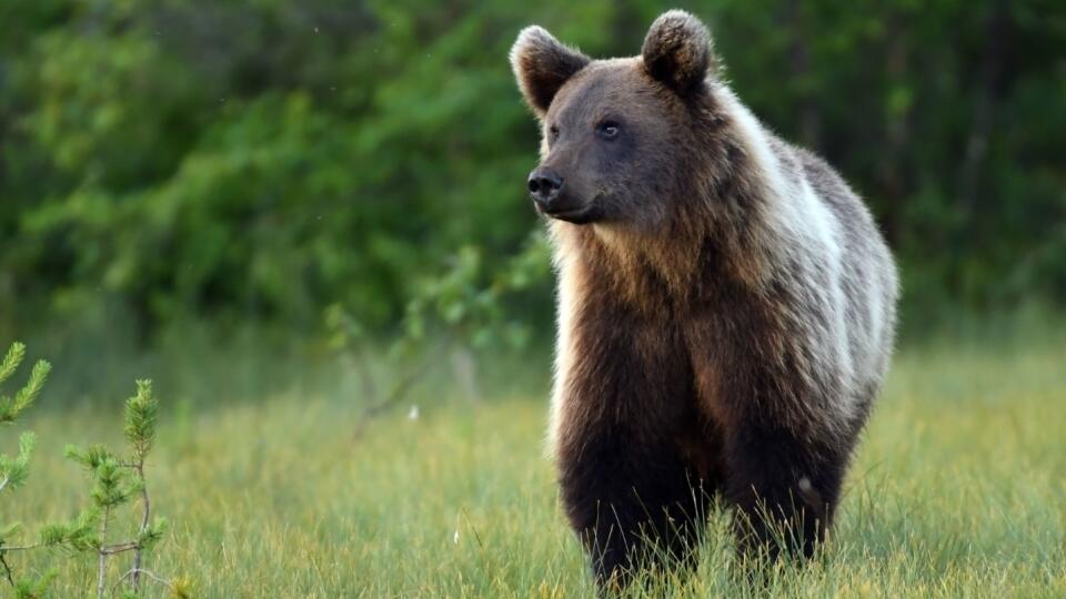 Wild brown bear