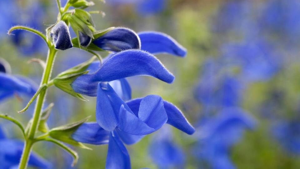 SALVIA PATENS &#39;PATIO DEEP BLUE&#39;