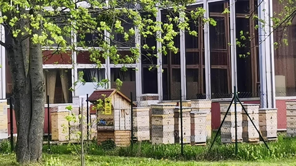 Univerzitnú včelnicu založili pred troma rokmi.