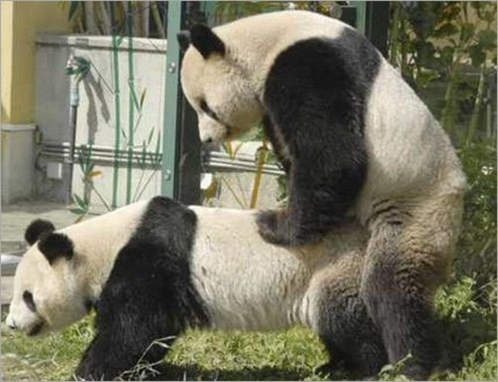 панда трахает человека фото 23