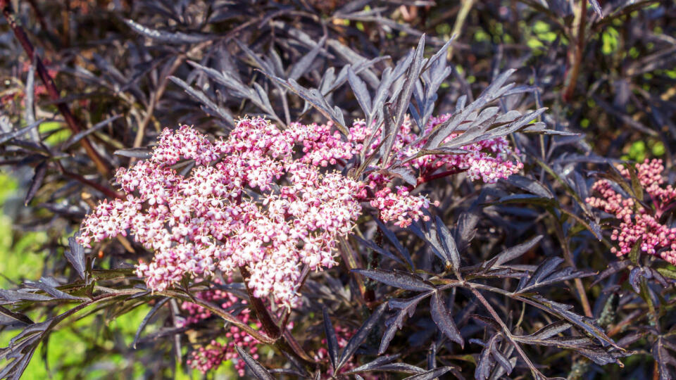 Baza čierna ‘Black Lace’ (Sambucus nigra)