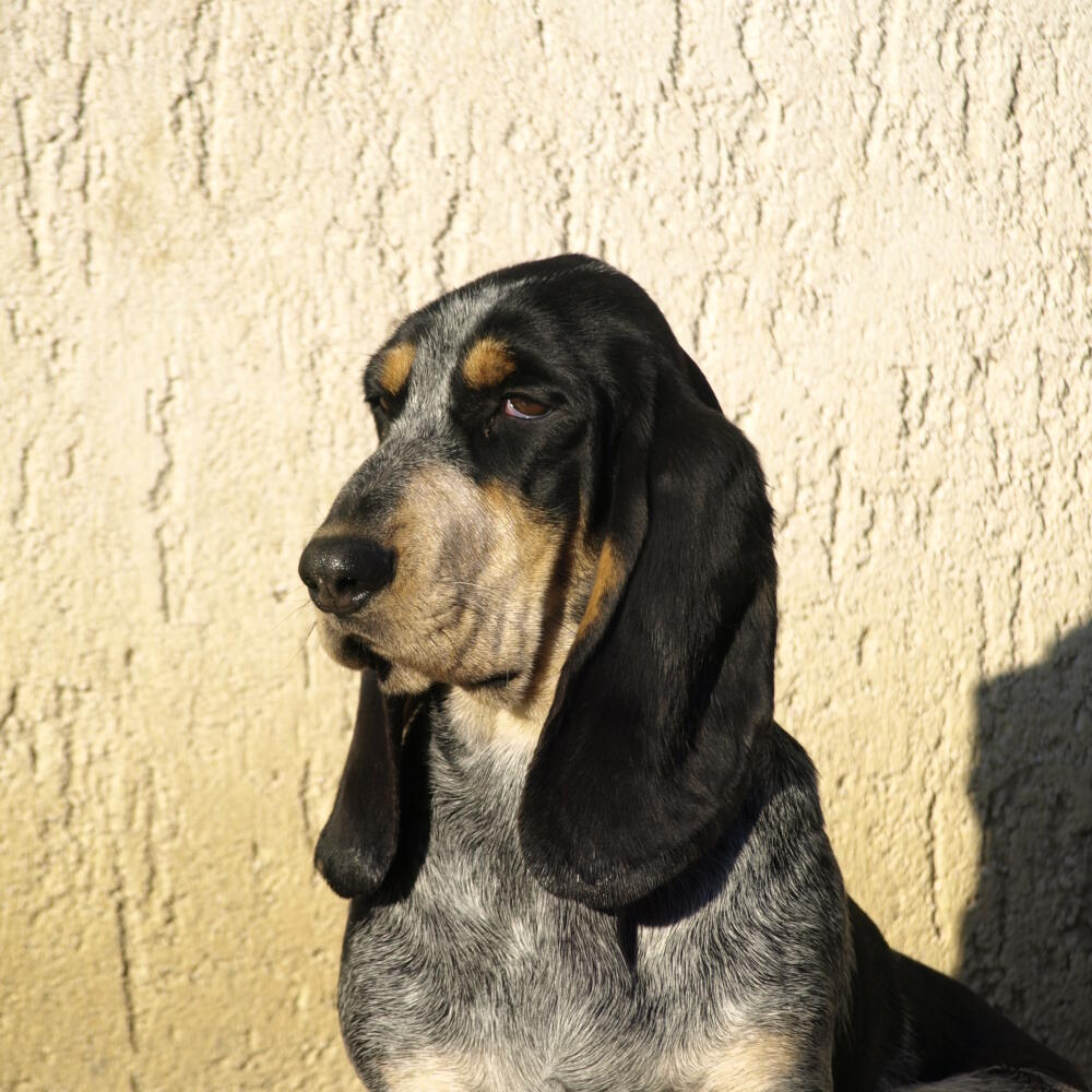 Modrý gaskonsky basset