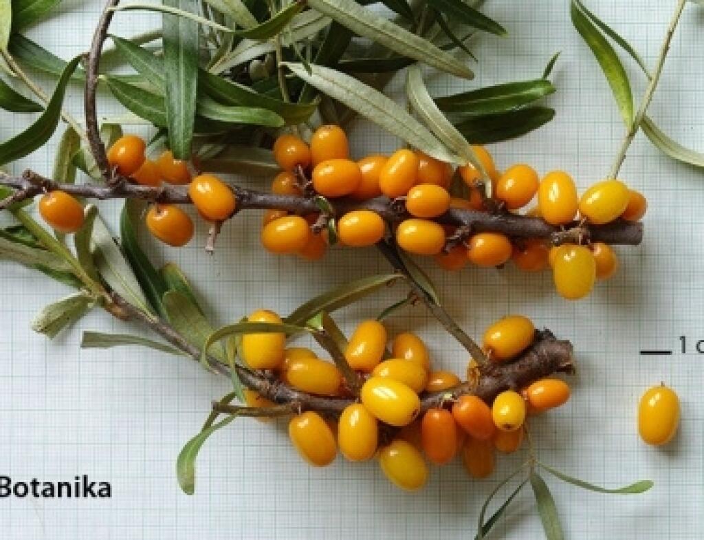 Rakytník odroda Botanika