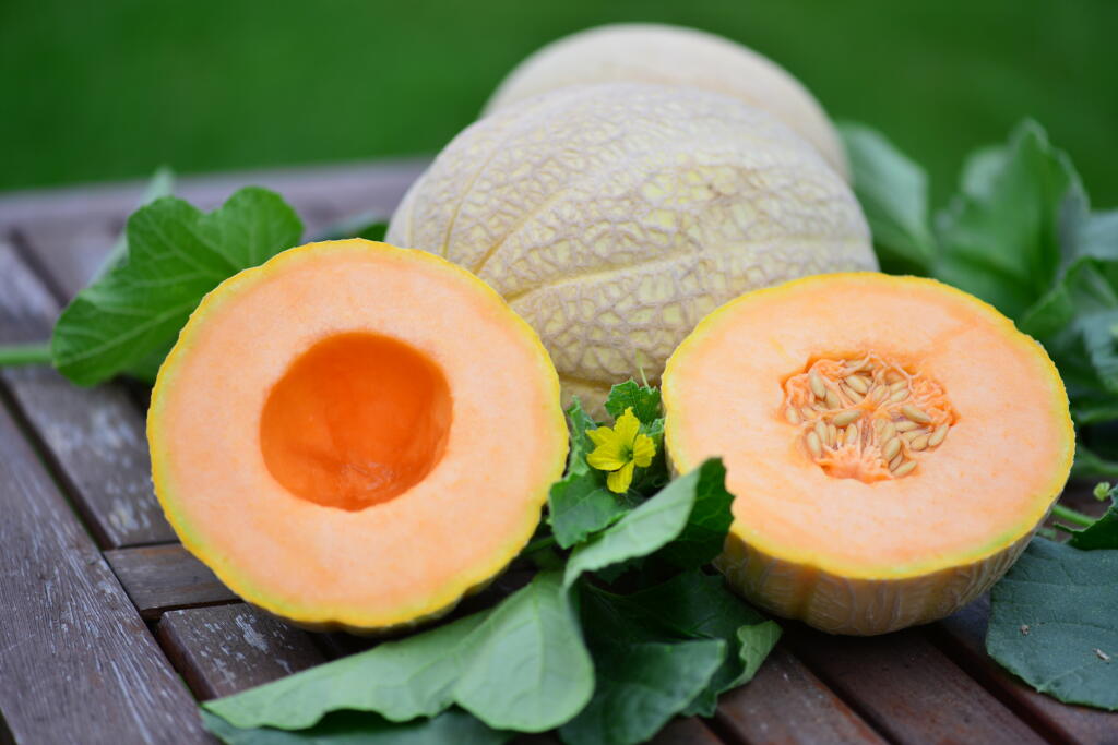 Melón cukrový ‘Charentais’ je vlastne uhorka