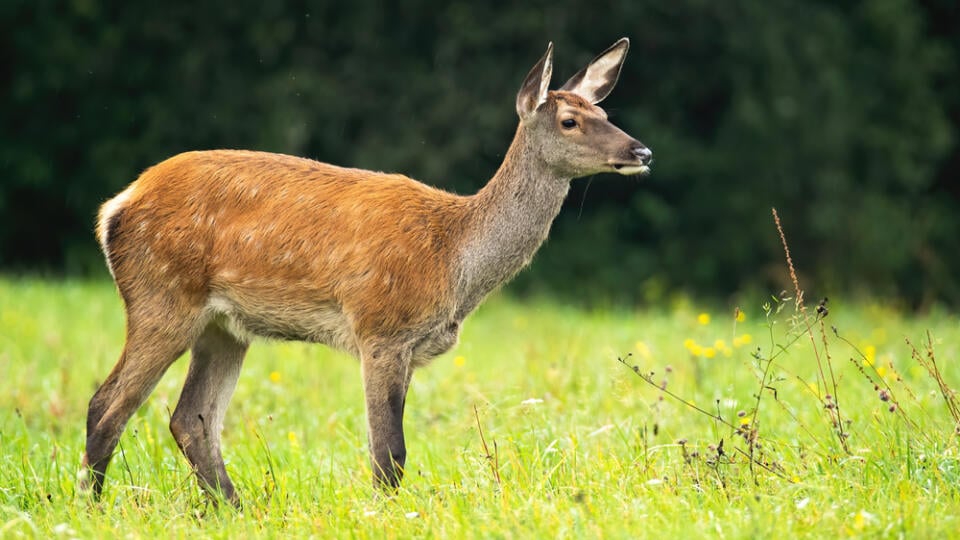 Red,Deer,,Cervus,Elaphus,,Hind,Standing,On,Meadow,In,Autumn