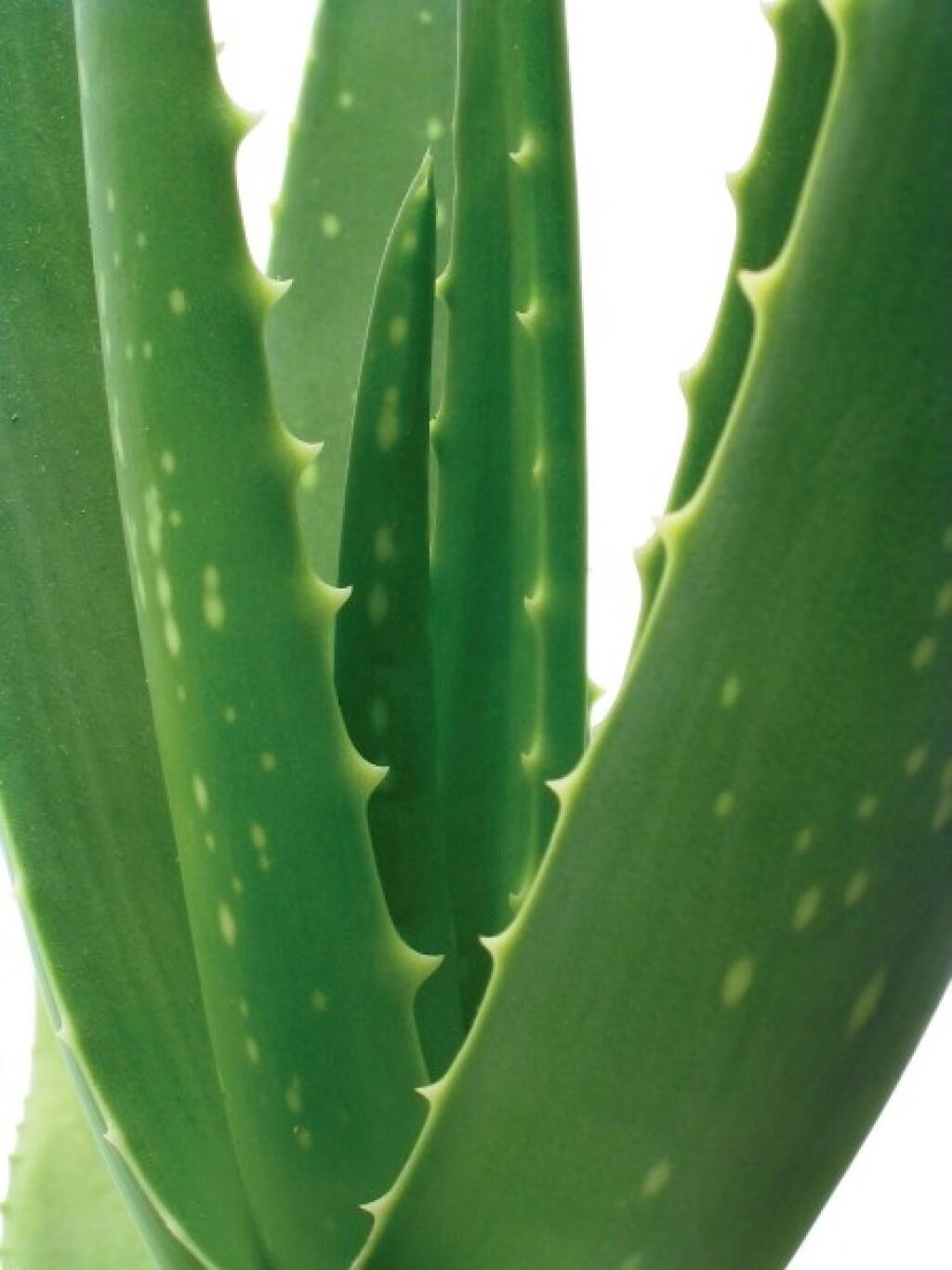 Алоэ петергоф. Алоэ Вера и столетник. Родина алоэ Вера. Алоэ Вера Aloe Vera. Aloe dhufarensis (алоэ).