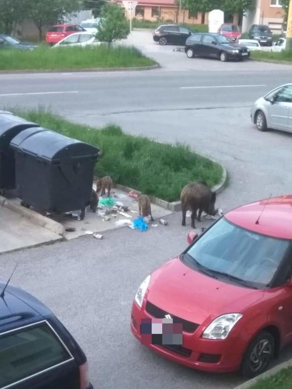 Diviaky sa prechádzajú po sídlisku a rozhadzujú kontajnery.
