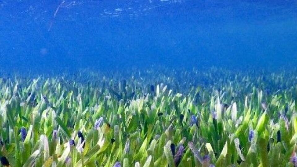 Najväčšia rastlina na svete - Posidonia australis