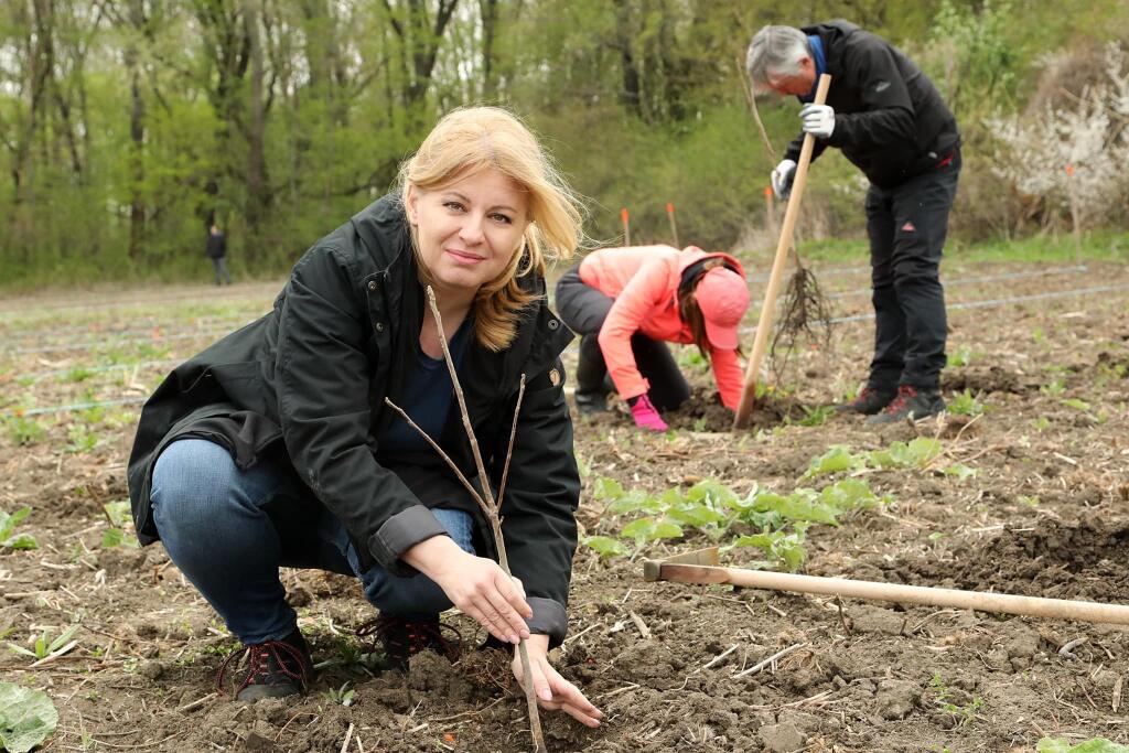 Prezidentka Zuzana Čaputová a jej spolupracovníci z prezidentskej kancelárie dnes vysadili viac ako 1 400 medonosných a rôznych listnatých stromov.