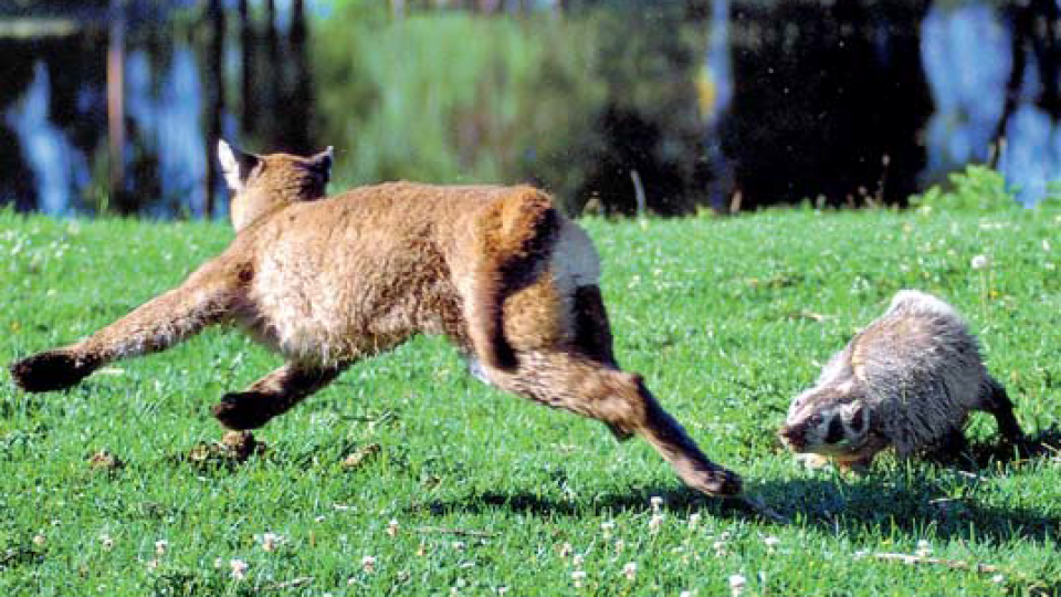 Puma verzus jazvec