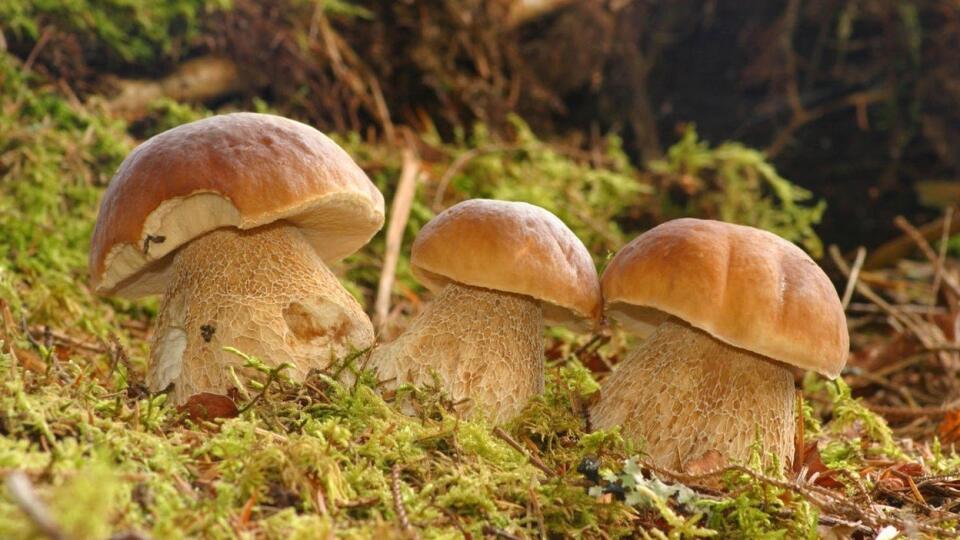 Boletus reticulatus alias dubák