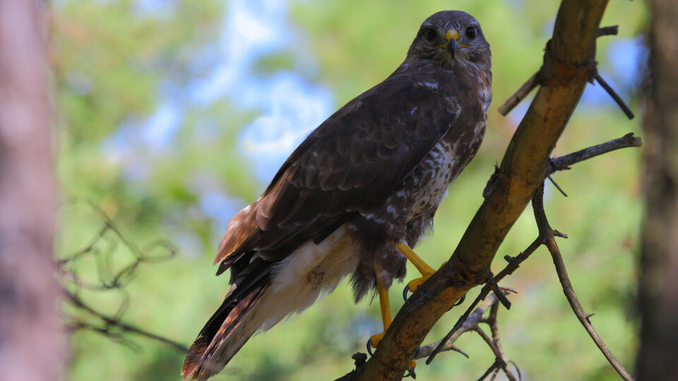 Myšiak lesný alebo aj hôrny (Buteo buteo)