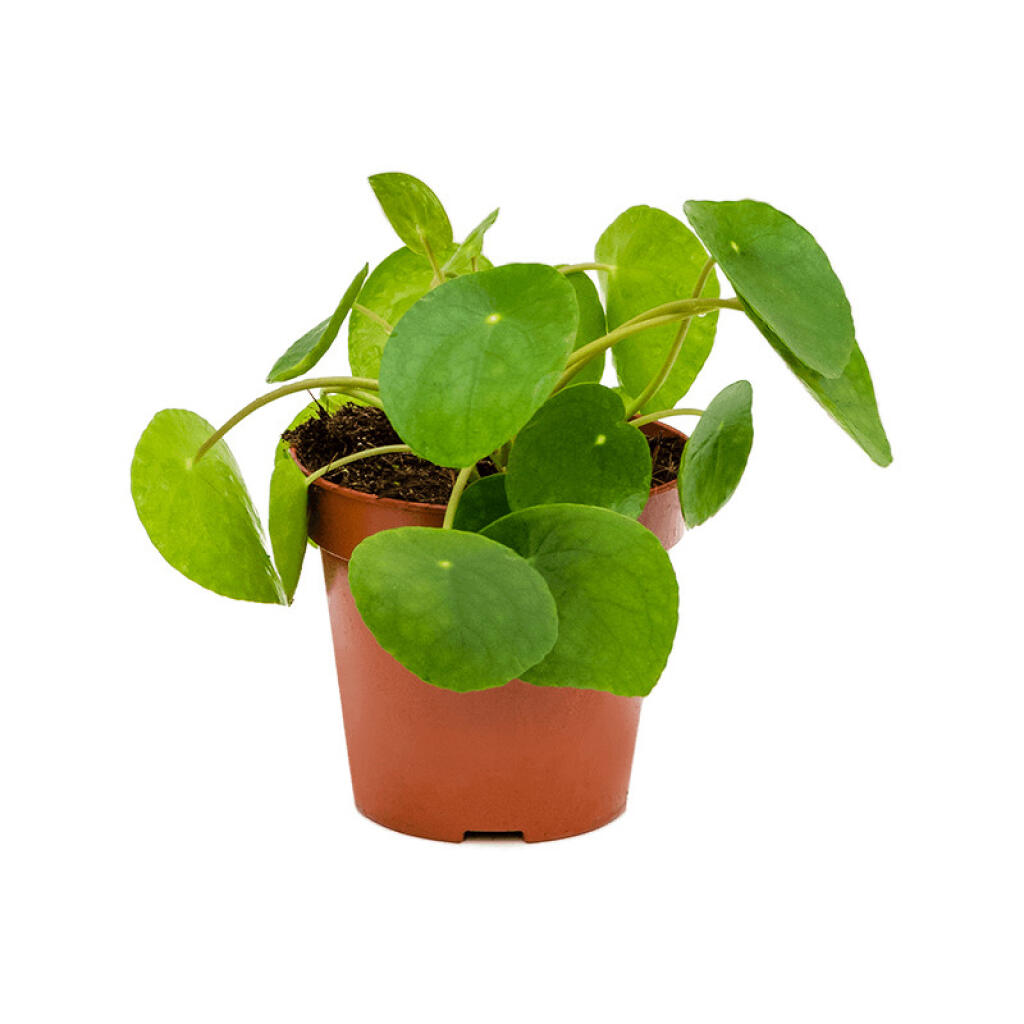 9. Pilea peperomioides, www.tomaflora.sk, 11,55 €
