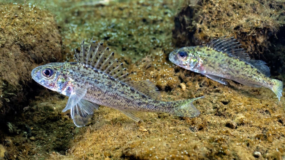 Hrebenačka fŕkaná (Gymnocephalus cernuus)