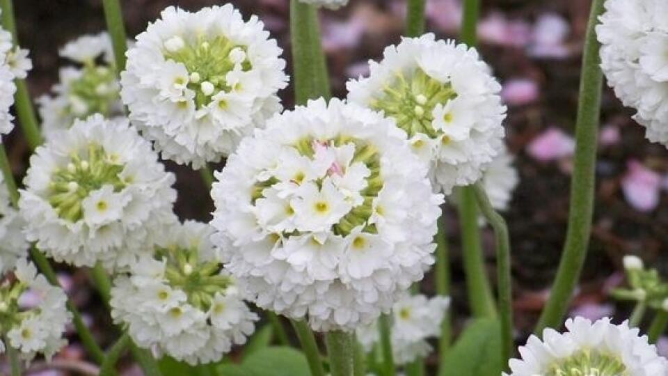 Prvosienka zúbkatá (Primula denticulata)