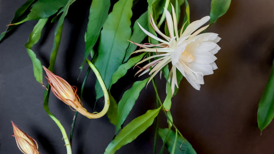 Prezývku „kráľovná noci“ si Epiphyllum Oxypetalum nevyslúžilo pre nič za nič. Podobne ako ďalšie druhy kaktusov, aj tento kvitne v noci. Lenže zatiaľ čo jeho „kolegovia“ kvitnú niekoľko týždňov, Epiphyllum Oxypetalum rozkvitne len počas jednej noci v roku a aj to iba na pár hodín. Jeho veľké voskové kvety sa za tmy rozvinú a už pred východom slnka zvädnú.