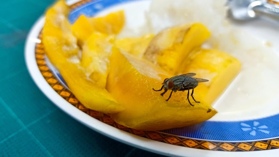 Close,Up,Of,Green,Bottle,Fly,And,House,Fly,Eating