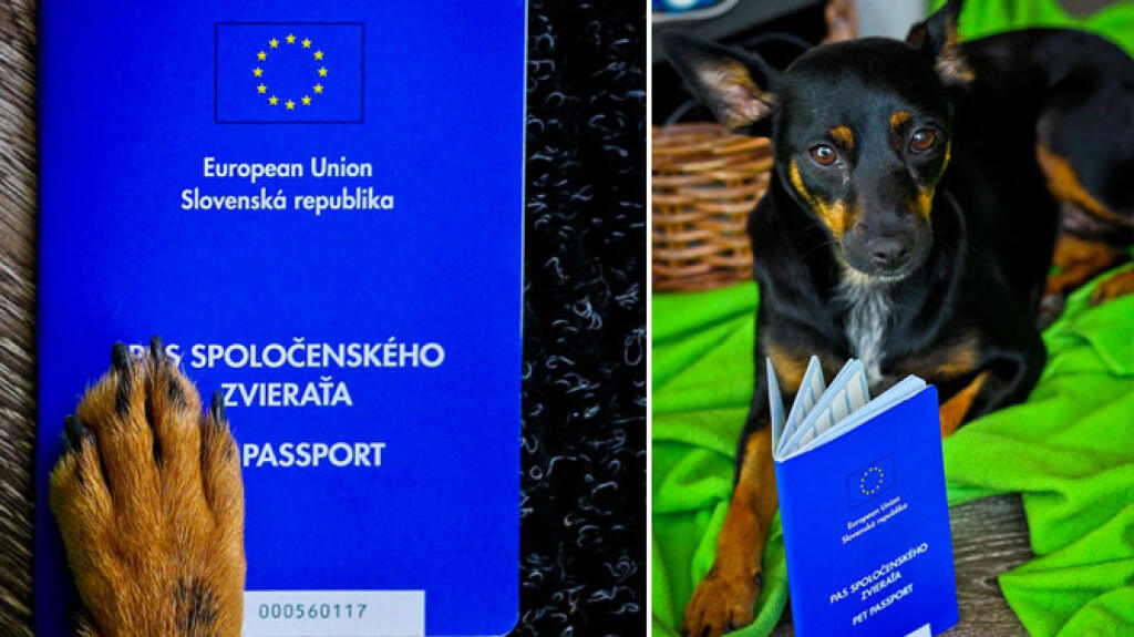 Sučka Molly: Cestovný pas aj čip má už vybavené.