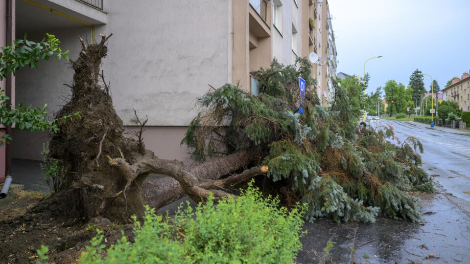 Na snímke spadnutý strom na Grešovej ulici po intenzívnych búrkach v Prešove 7. júla 2025. FOTO TASR - Veronika Mihaliková