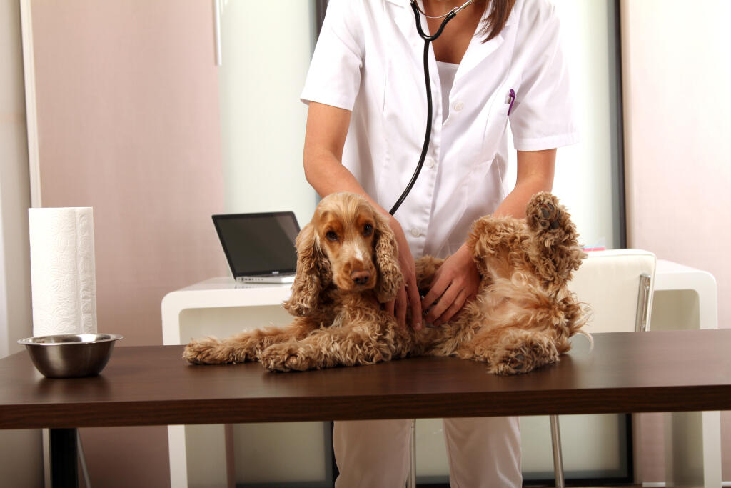 veterinár, zverolekár, ošetrenie psa