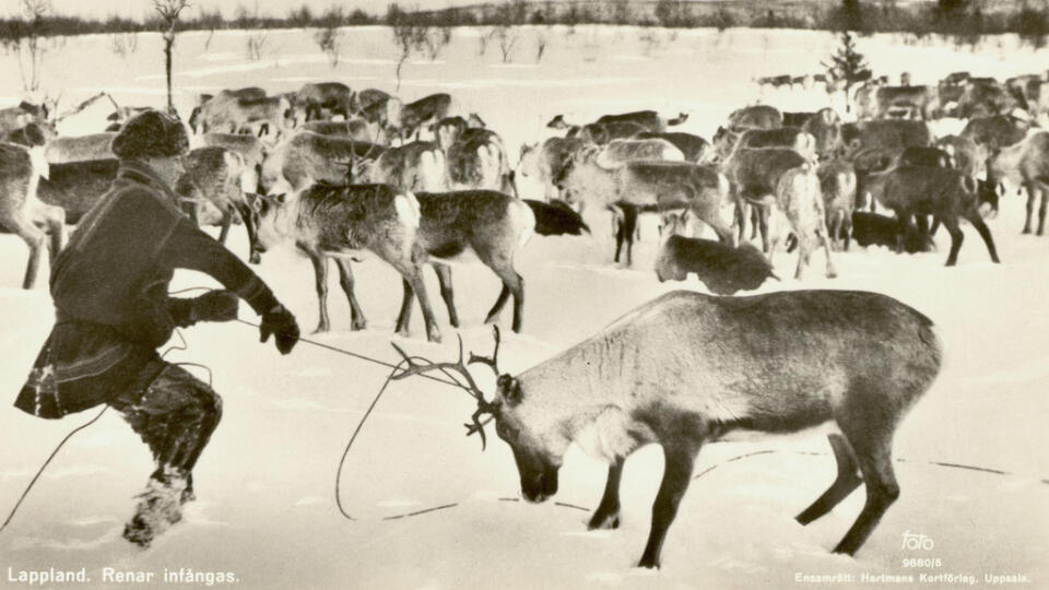 Saamovia sa od ostatných Škandinávcov líšia kultúrne, jazykovo i historicky.