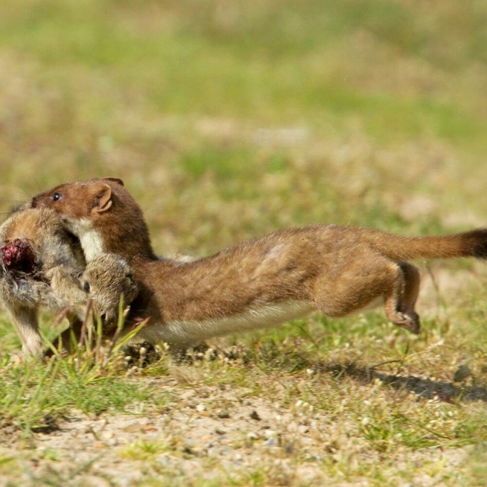 Lasica hranostaj (Mustela erminea)