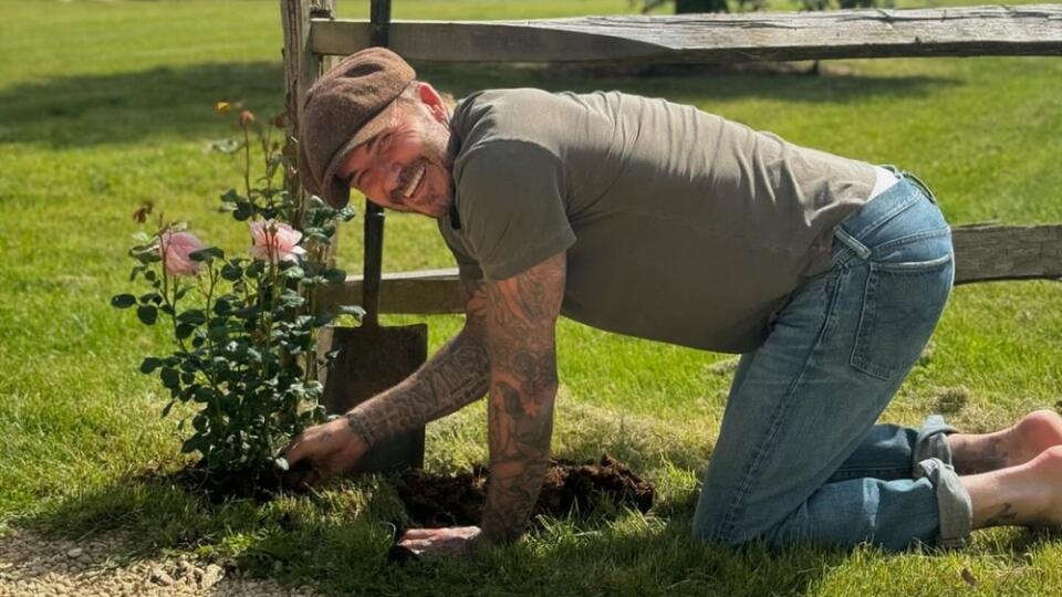 David Beckham sa dal na sadenie ruží.