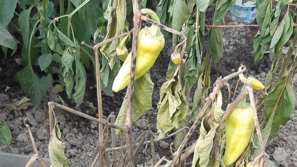 Paprika v skleníku rýchlo vädla, bola potrebná rýchla pomoc..