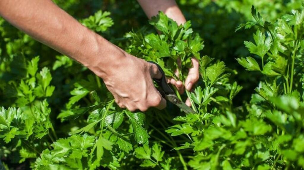 Petržlenová vňať je skvelým prostriedkom na očistu organizmu, bojuje s infekciami, urýchľuje metabolizmus, je bohatá na vitamíny a minerály.
