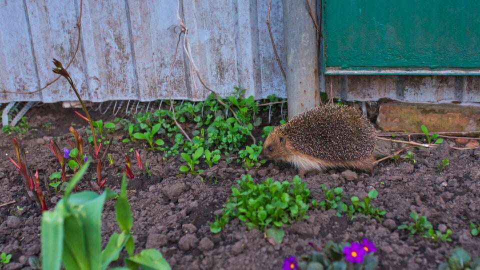 Jež tmavý (Erinaceus europaeus) ani jež bledý (E. roumanicus) sa v skutočnosti neživí jabĺčkami a hruškami.