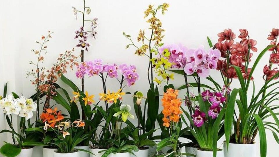 Spektrum orchideí pestovaných v byte