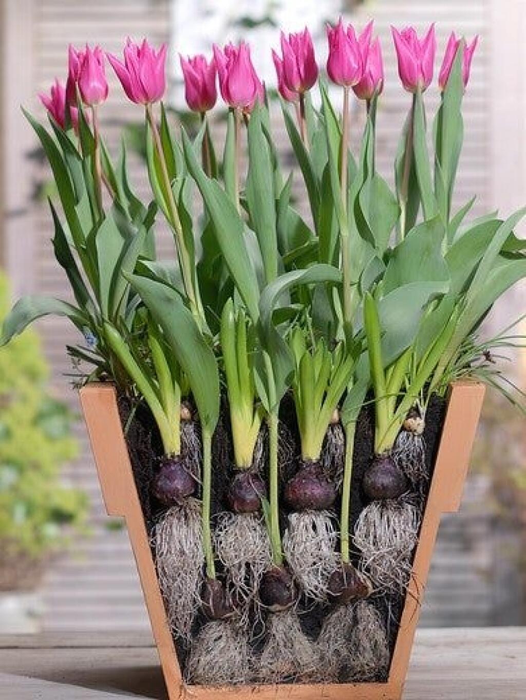 Do nádoby sa tulipány vysádzajú oveľa hustejšie ako na záhon.