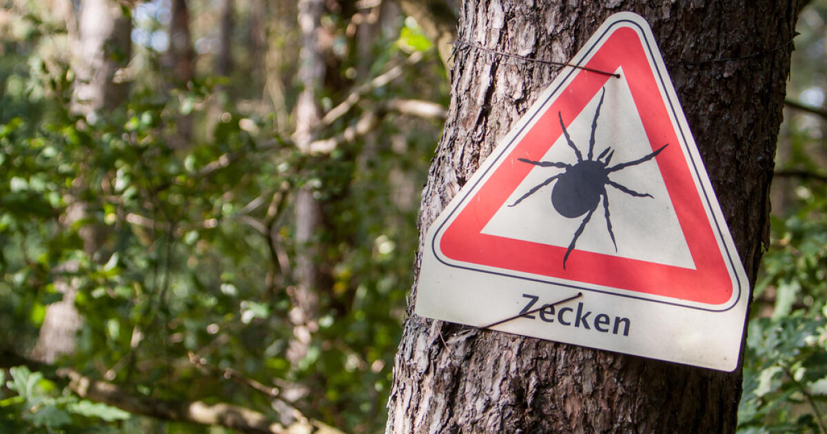 POZOR Na Slovensku sa vyskytol nový druh kliešťa: Vyzerá ako pavúk a ...